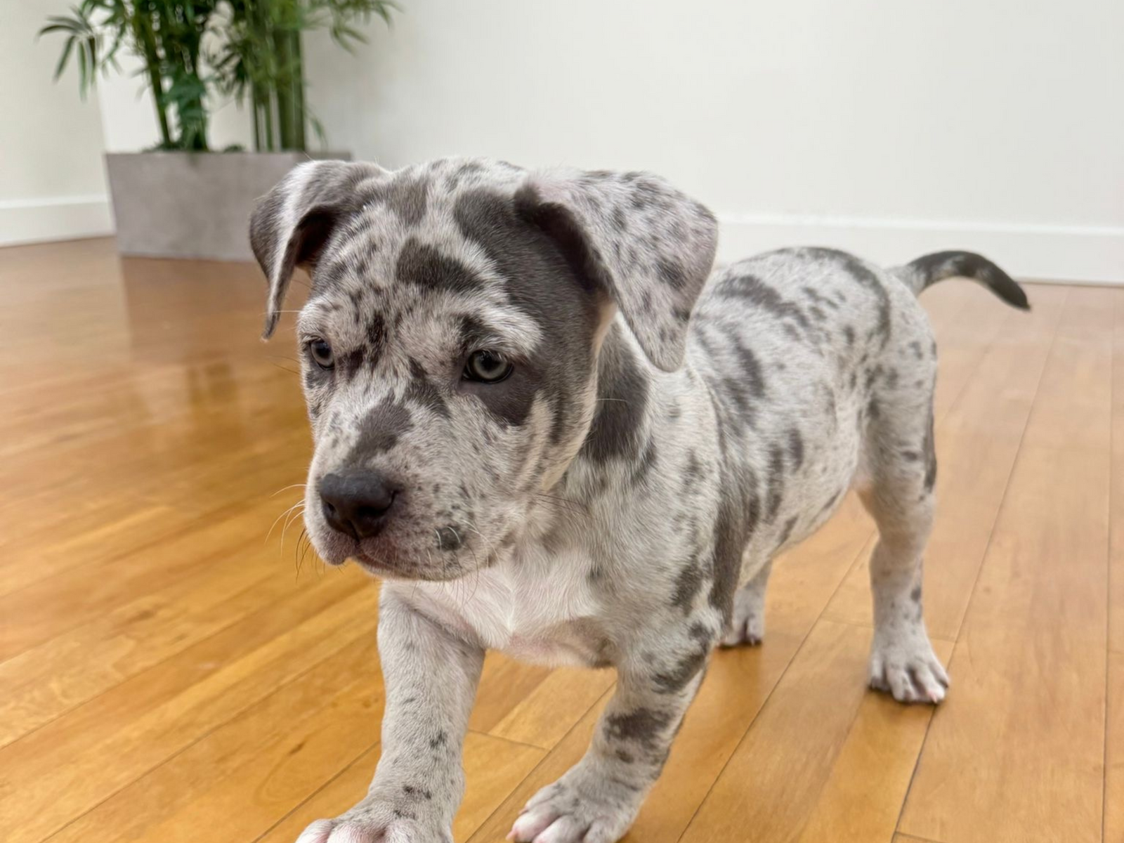 Is Puppy Yoga Near Me Worth It?