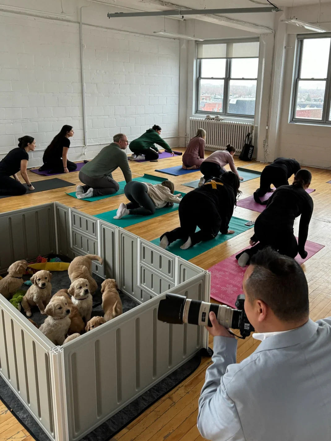 Yoga with Dogs