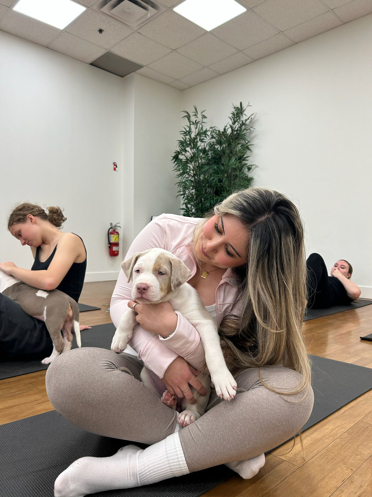 Puppy yoga class with puppies roaming between the mats