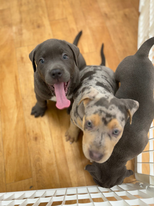 Yoga with Puppies