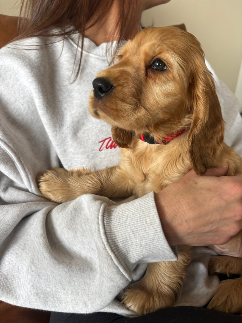 Puppy Yoga | Miami