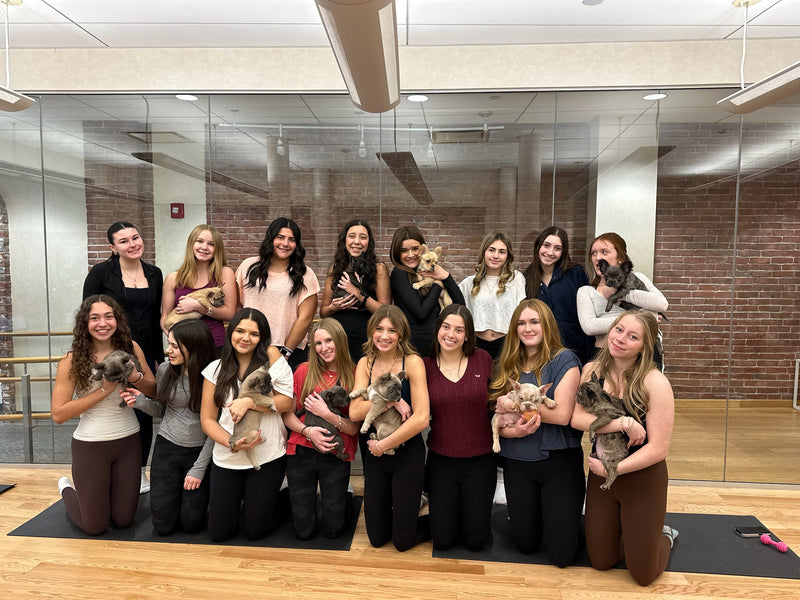 Puppy Yoga | Boston