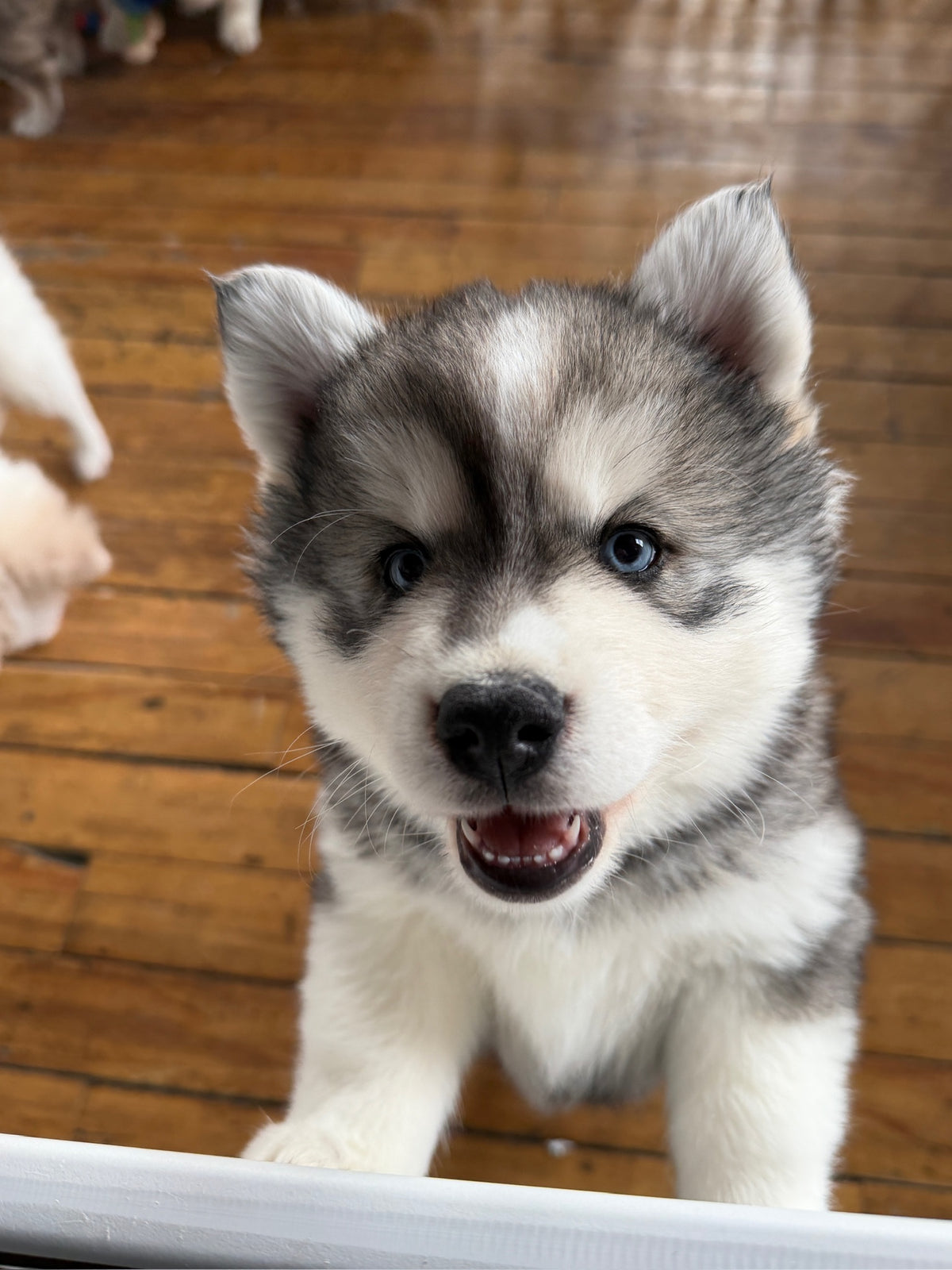 Puppy yoga class