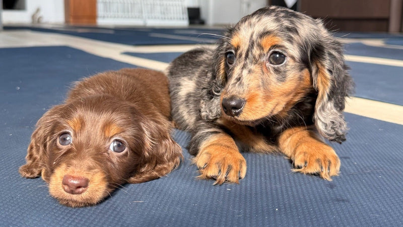 Pups&Yoga - Ottawa