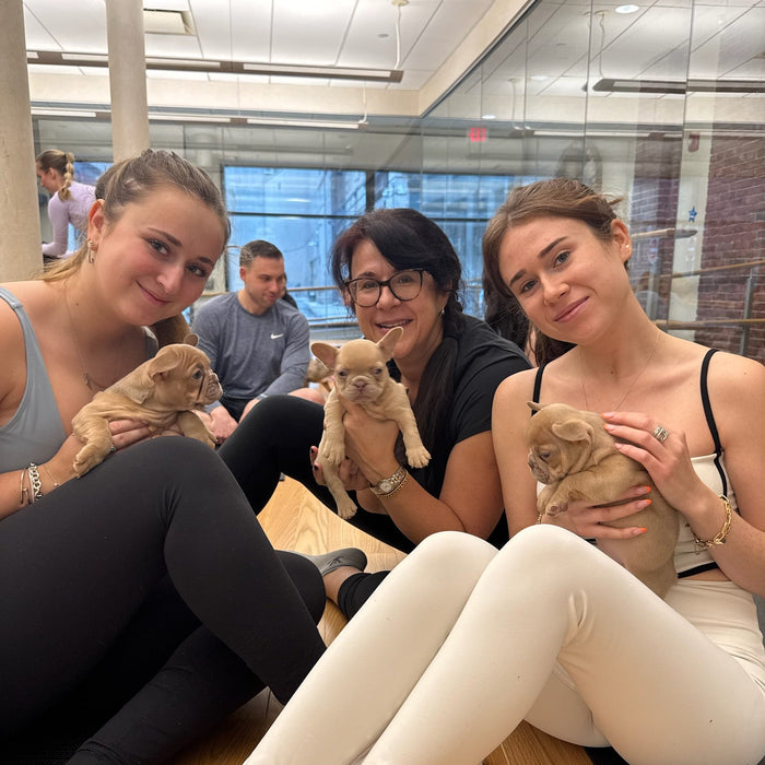 Pups&Yoga - Boston
